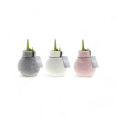 No Water Flowers: Wax Amaryllis Bulbs potted plant in nursery pot on white background.