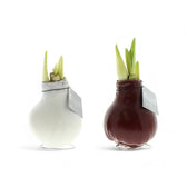 No Water Flowers: Wax Amaryllis Bulbs potted plant in nursery pot on white background.
