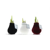 No Water Flowers: Wax Amaryllis Bulbs potted plant in nursery pot on white background.