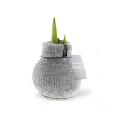 No Water Flowers: Wax Amaryllis Bulbs potted plant in nursery pot on white background.