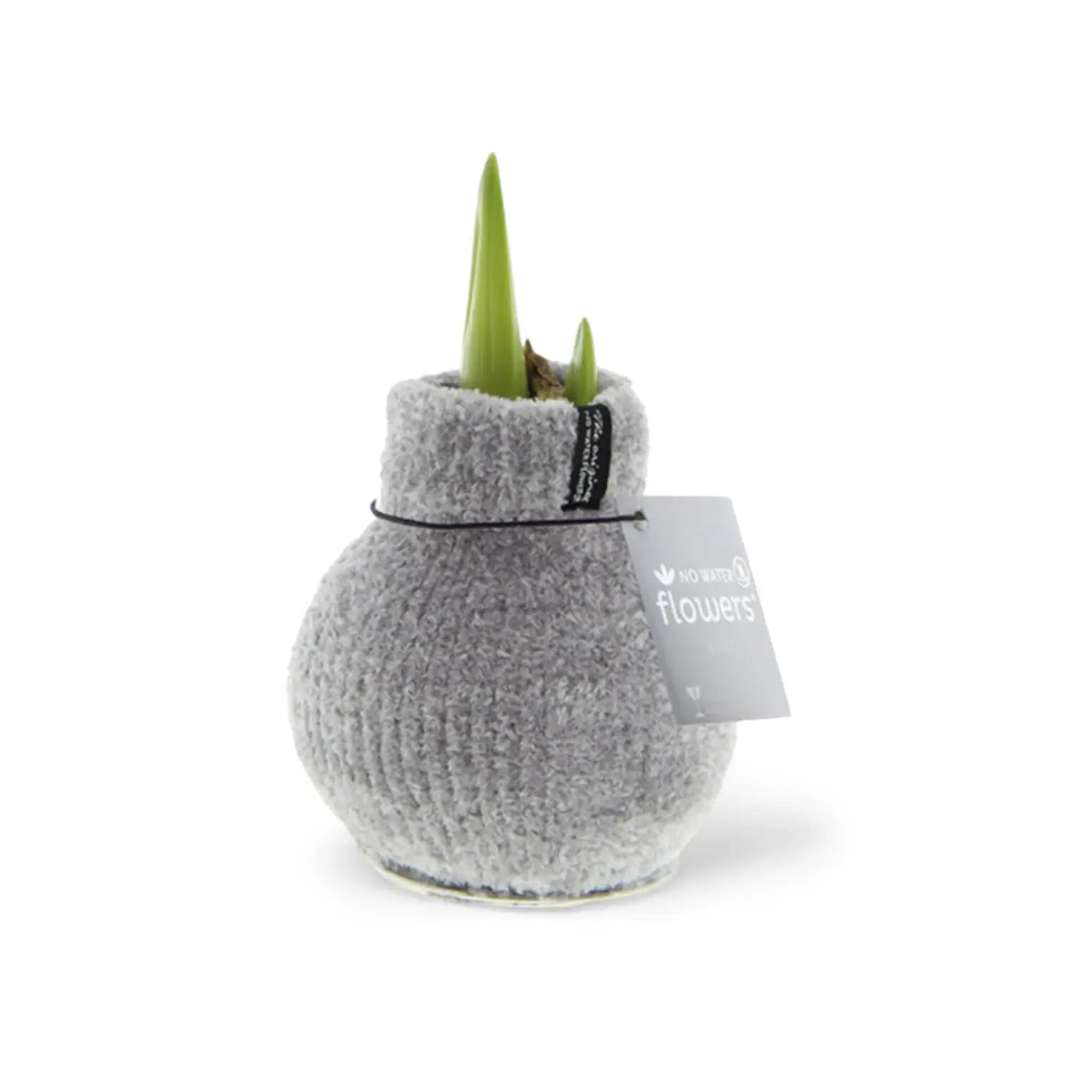 No Water Flowers: Wax Amaryllis Bulbs potted plant in nursery pot on white background.