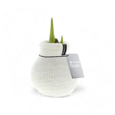 No Water Flowers: Wax Amaryllis Bulbs potted plant in nursery pot on white background.