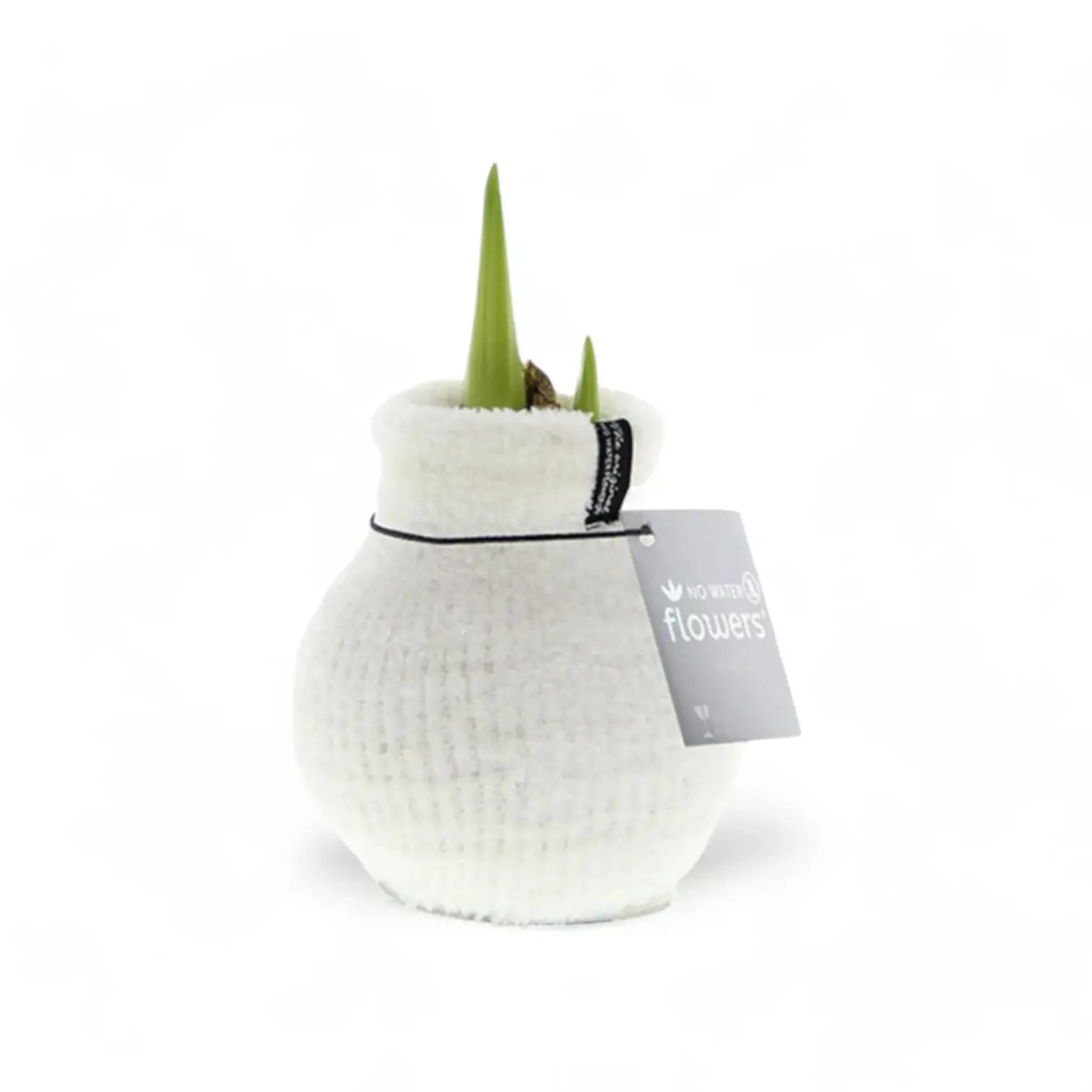 No Water Flowers: Wax Amaryllis Bulbs potted plant in nursery pot on white background.