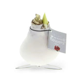 No Water Flowers: Wax Amaryllis Bulbs potted plant in nursery pot on white background.