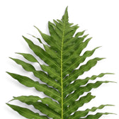 Close-up of a single Oceaniopteris gibba frond and central rachis