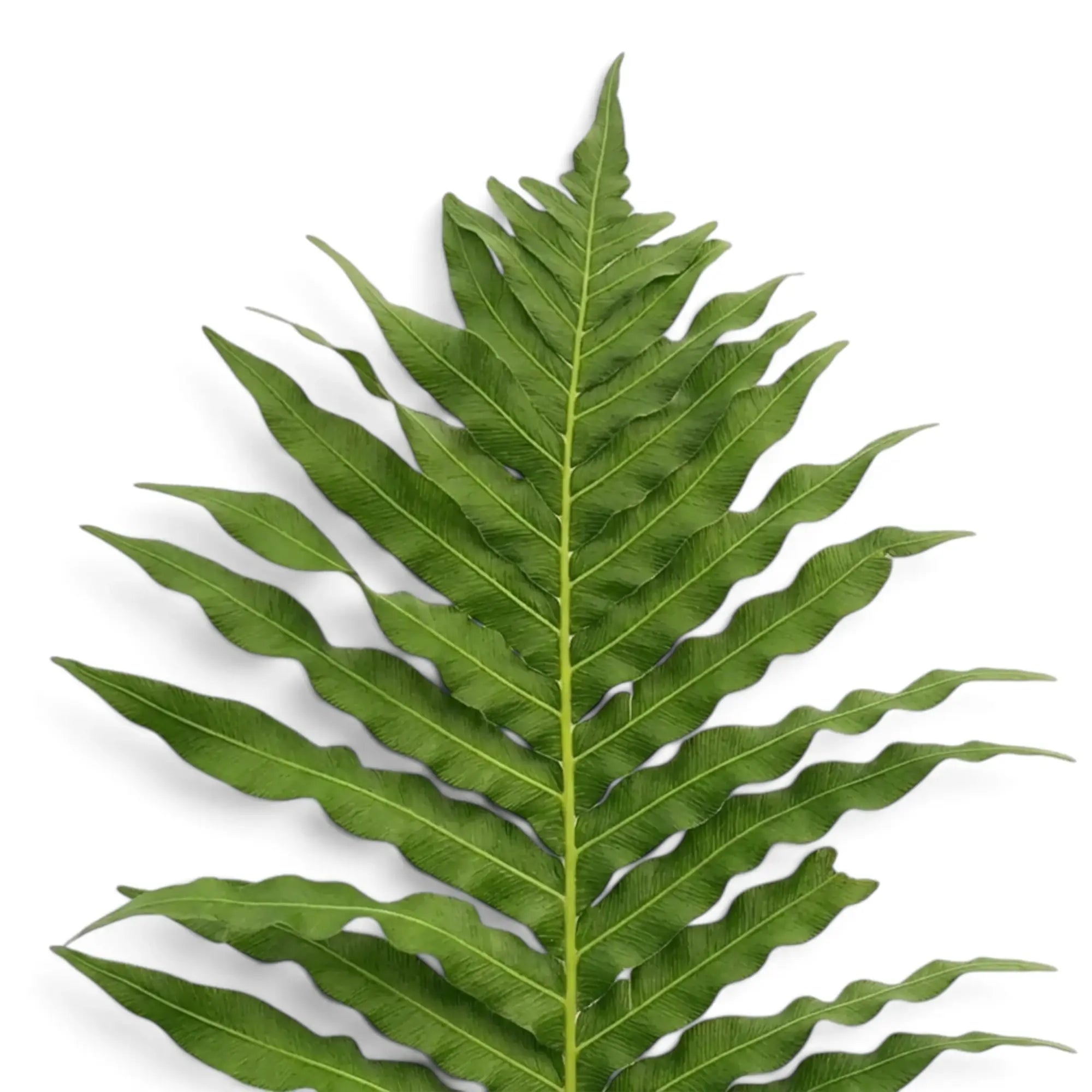 Close-up of a single Oceaniopteris gibba frond and central rachis