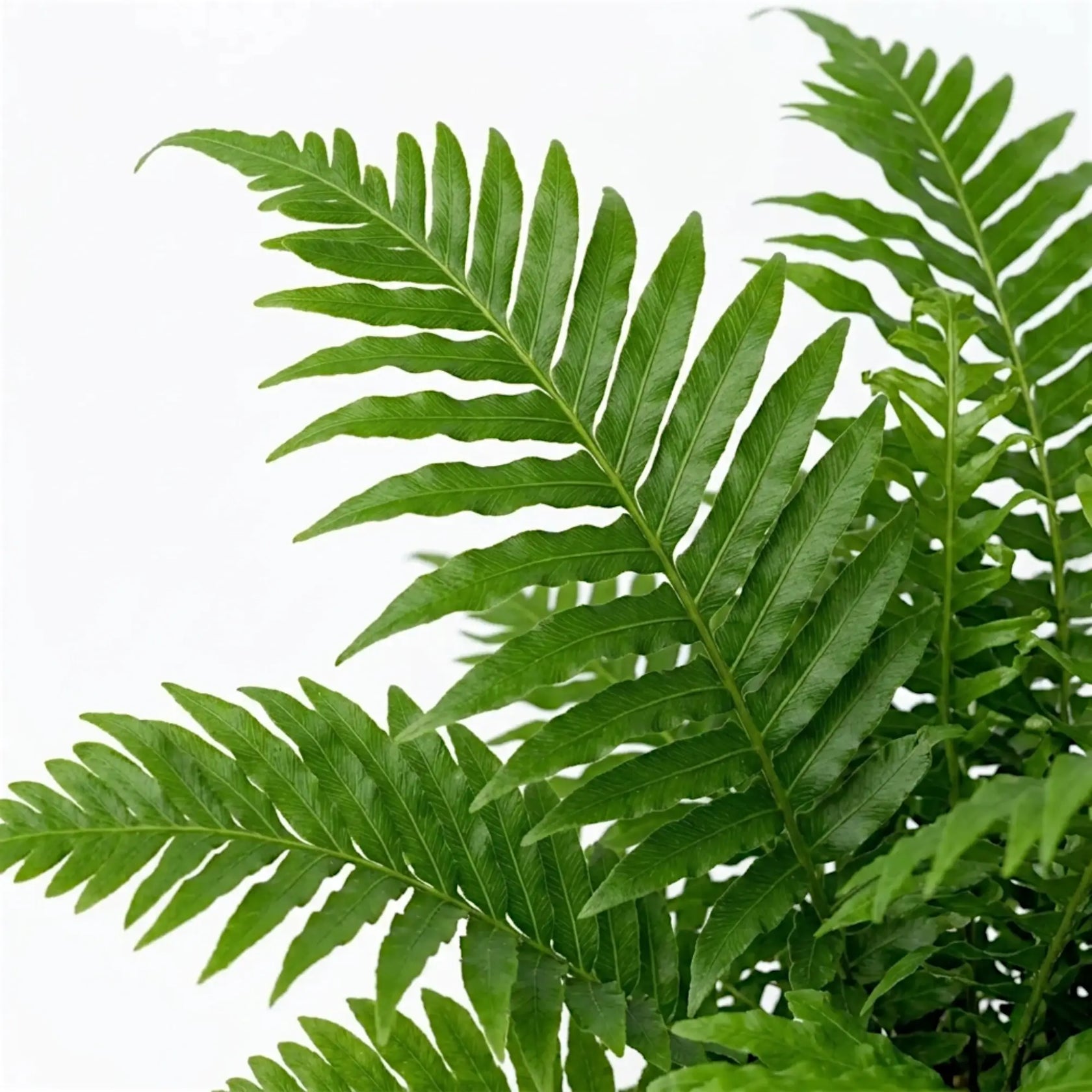 Close-up of Oceaniopteris gibba’s narrow, divided green fronds
