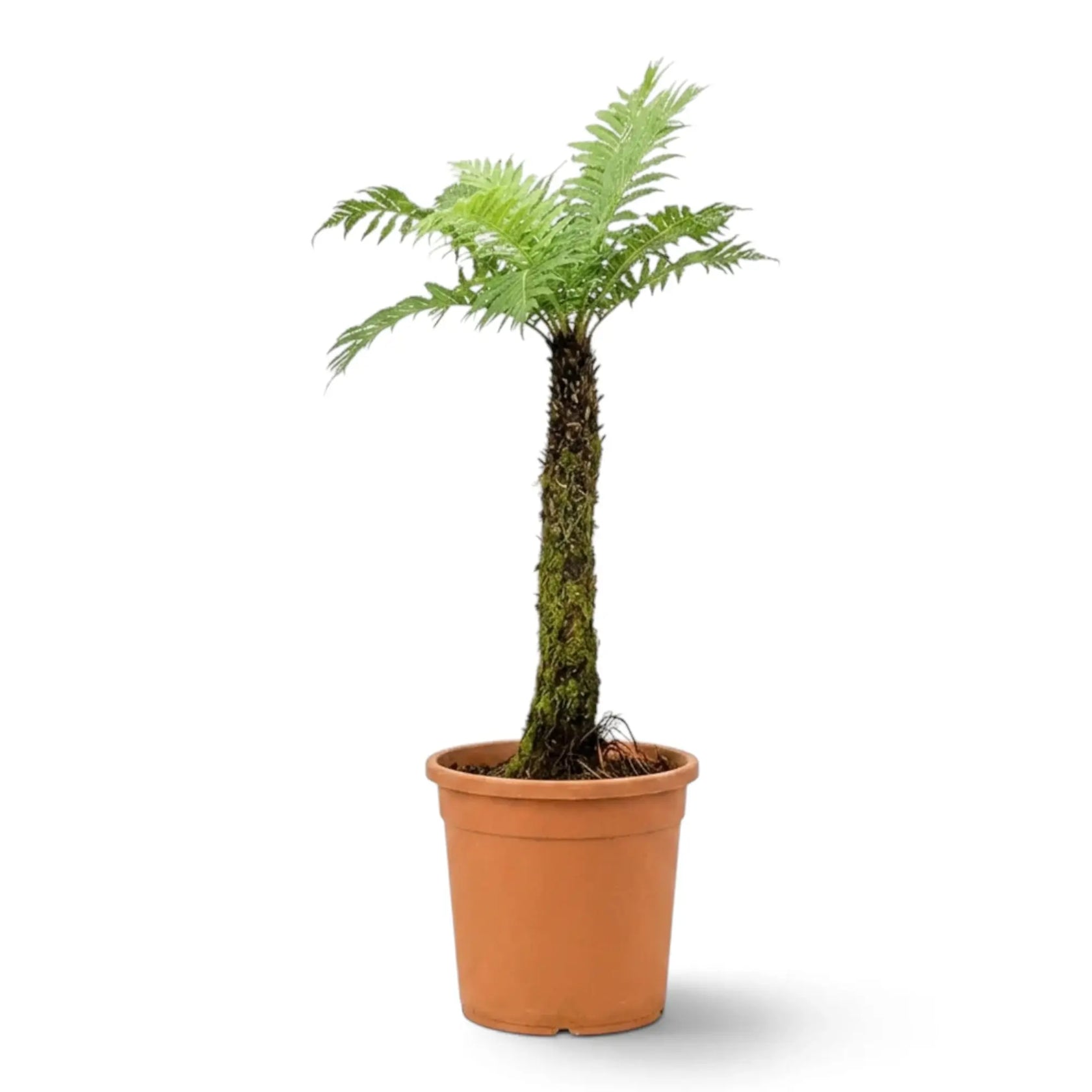 Large Oceaniopteris gibba tree fern with a slender trunk in a terracotta pot
