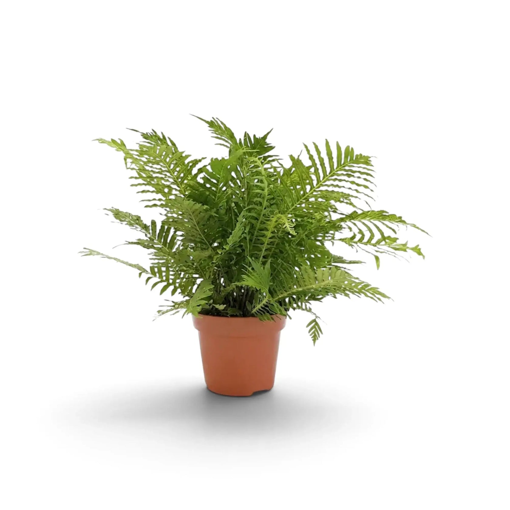 Oceaniopteris gibba fern with arching fronds in a terracotta nursery pot