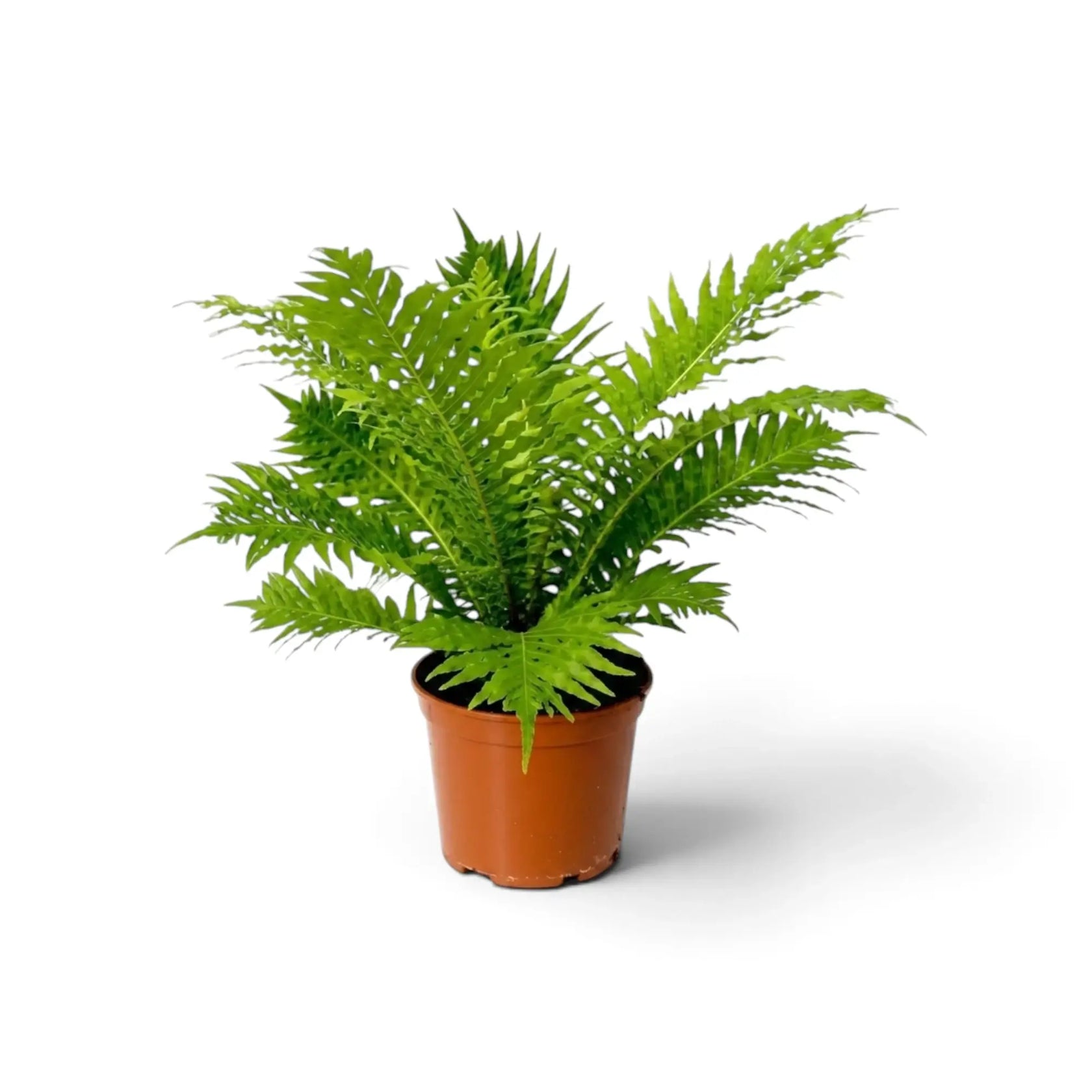 Oceaniopteris gibba fern in a terracotta pot, three-quarter view