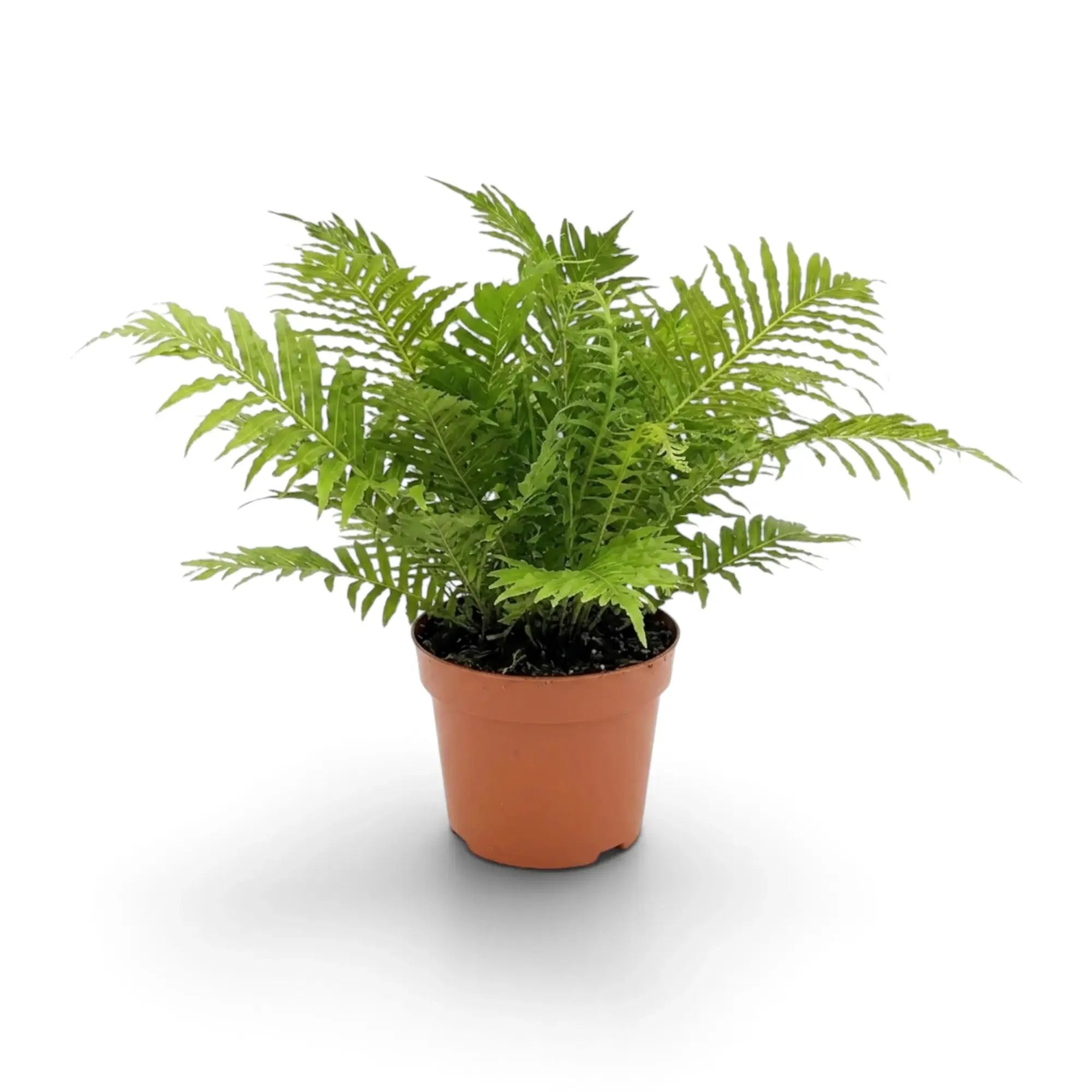 Potted Oceaniopteris gibba fern with a dense crown of green fronds