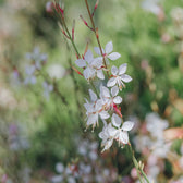 Oenothera lindheimeri – Detailaufnahme.