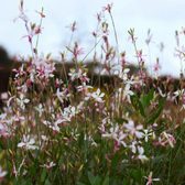 Oenothera lindheimeri – Detailaufnahme.