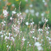 Oenothera lindheimeri – Detailaufnahme der Pflanze.