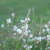Oenothera lindheimeri – Detailaufnahme der Pflanze.
