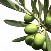 Olea europaea close-up of leaf on white background.