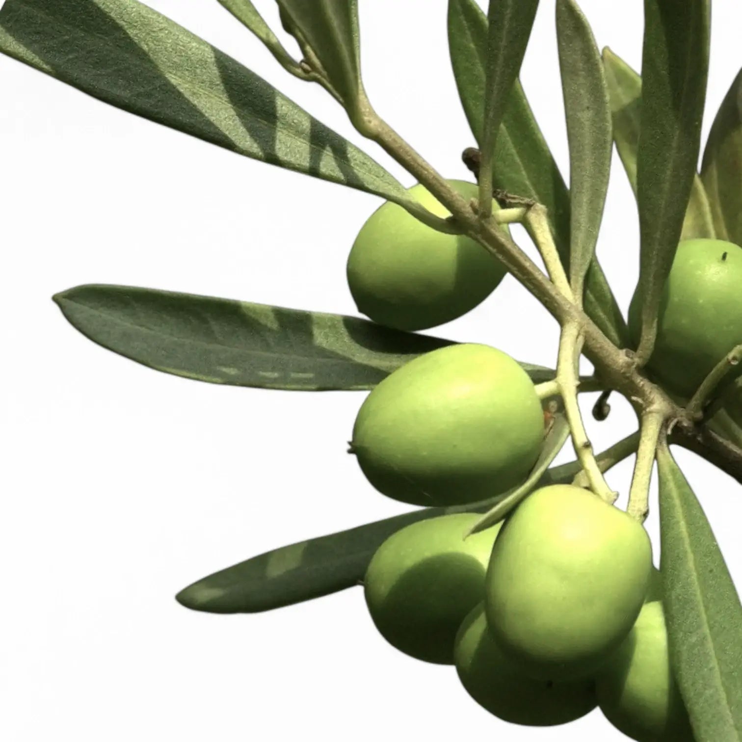 Olea europaea close-up of leaf on white background.