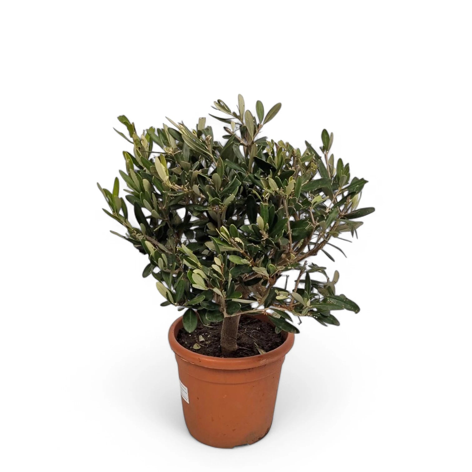 Olea europaea potted plant in nursery pot on white background.