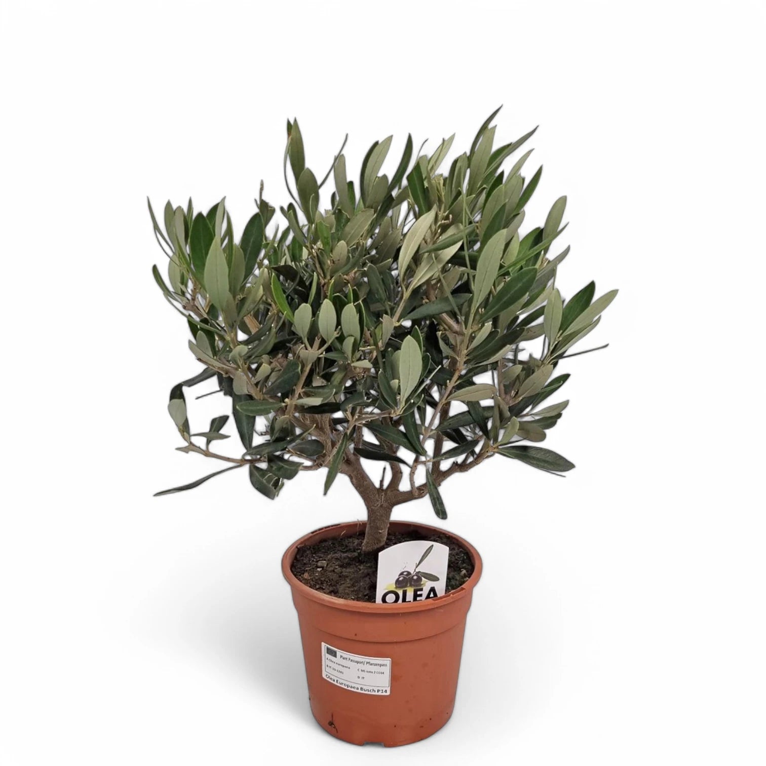 Olea europaea potted plant in nursery pot on white background.