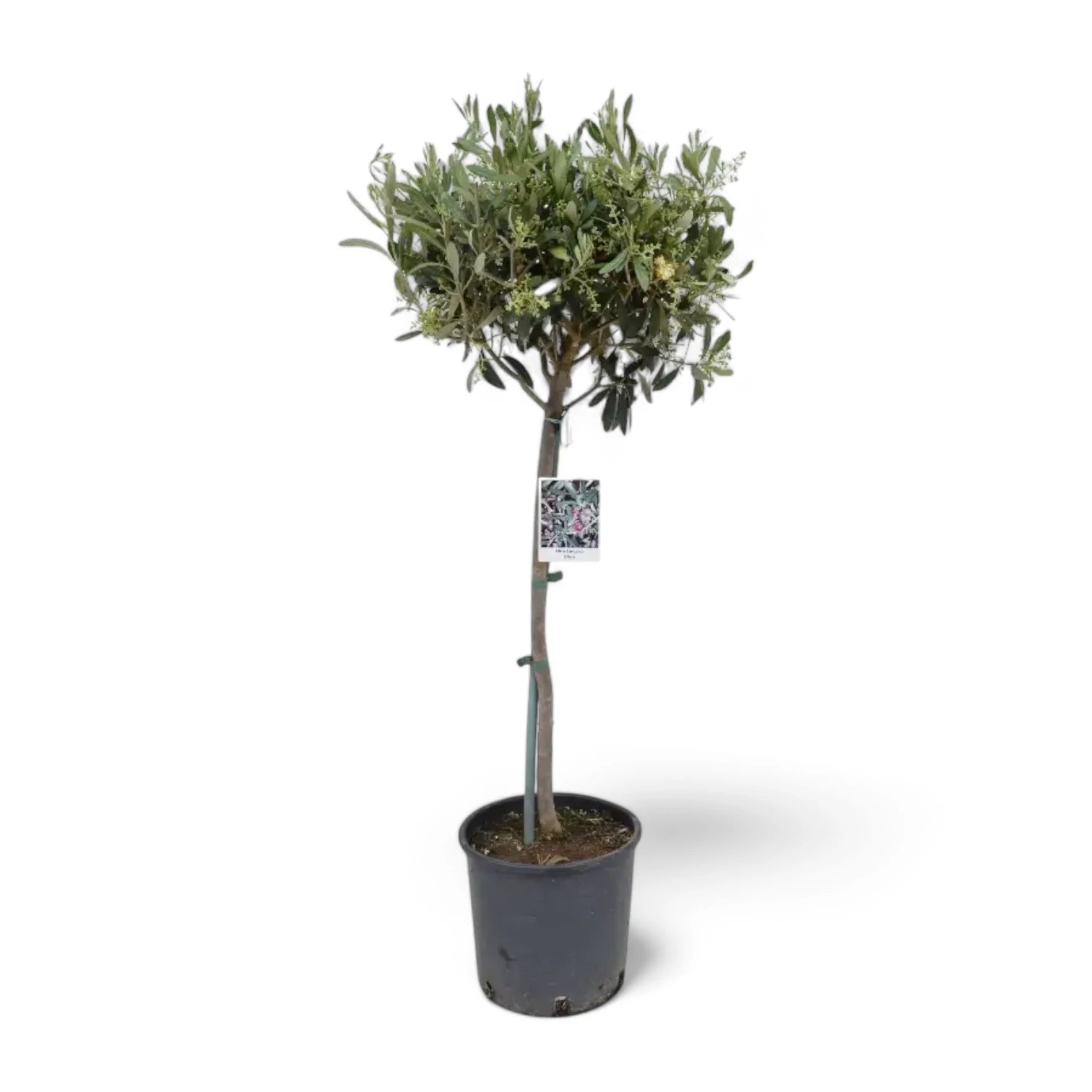 Olea europaea potted plant in nursery pot on white background.