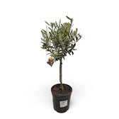 Olea europaea potted plant in nursery pot on white background.