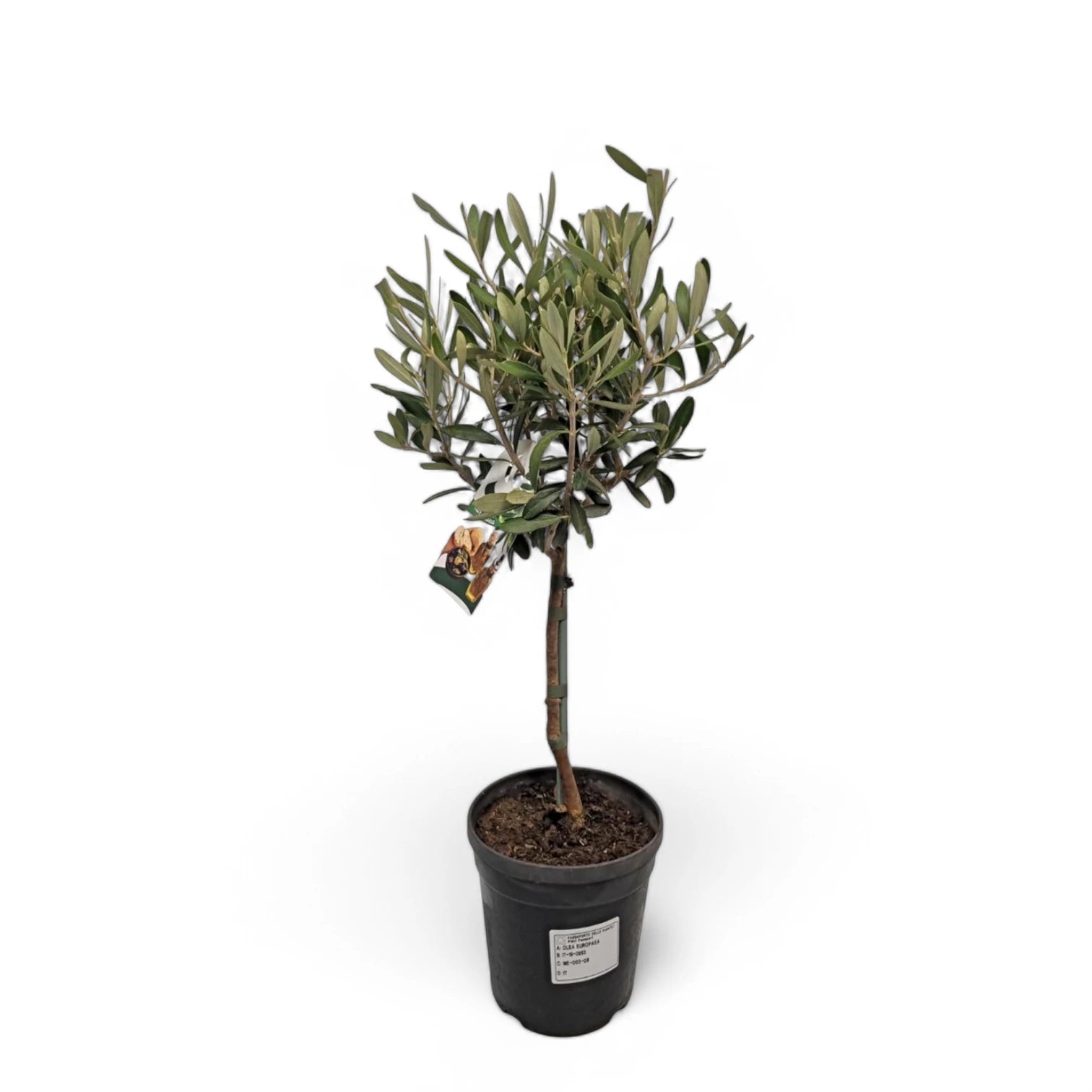 Olea europaea potted plant in nursery pot on white background.