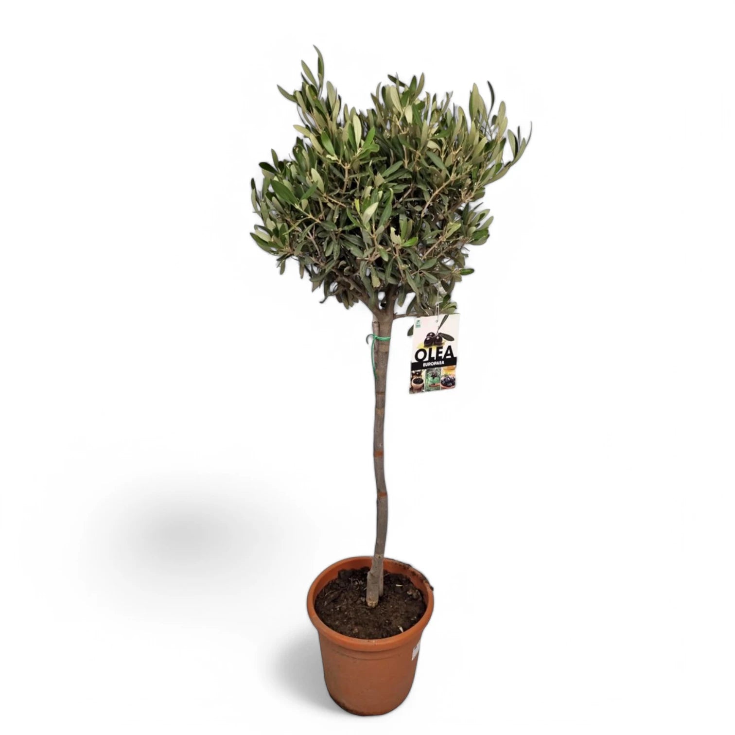 Olea europaea potted plant in nursery pot on white background.