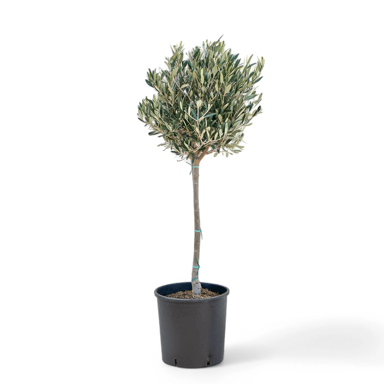Olea europaea potted plant in nursery pot on white background.