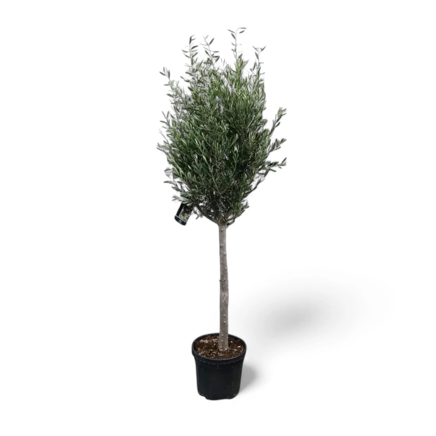 Olea europaea potted plant in nursery pot on white background.