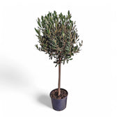 Olea europaea potted plant in nursery pot on white background.