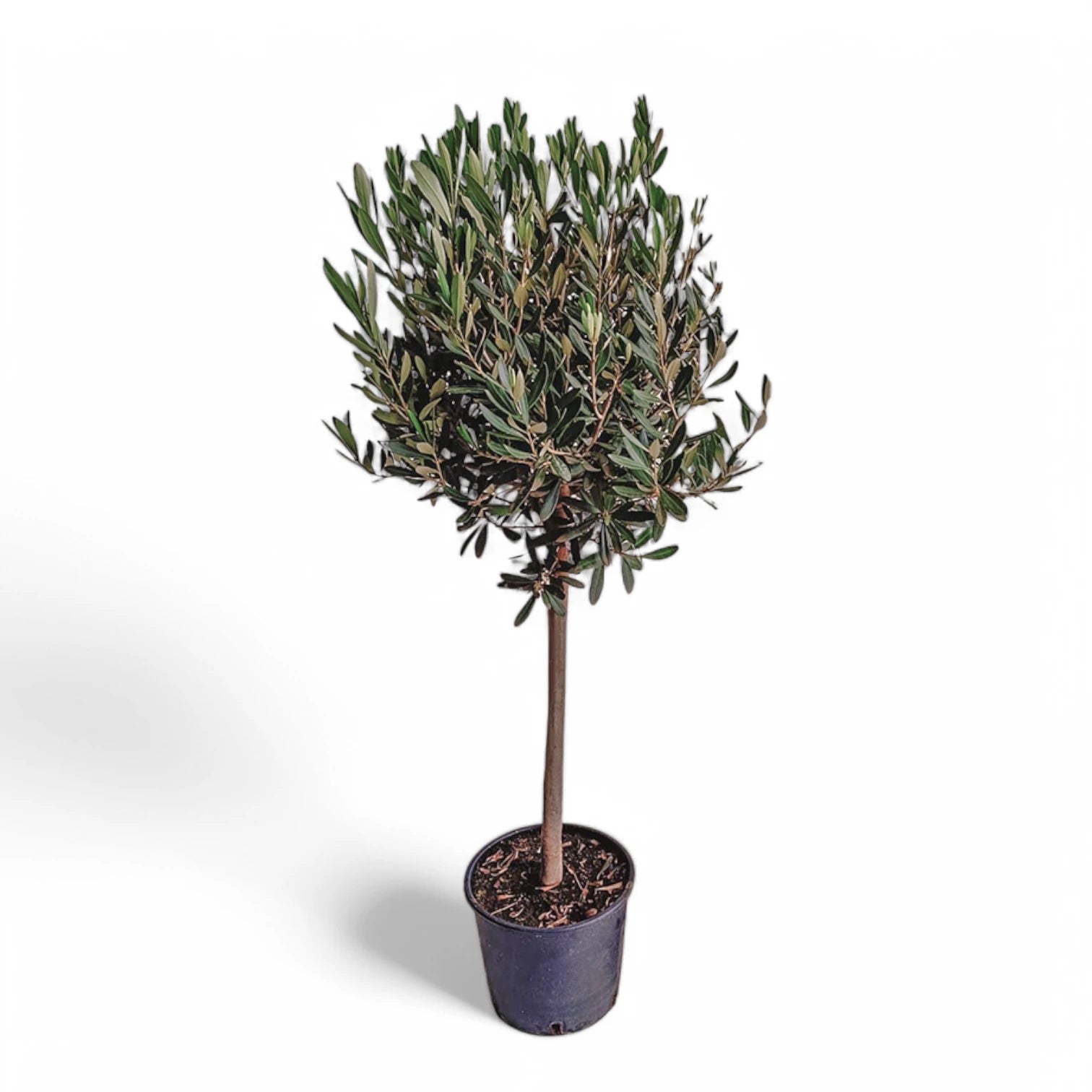 Olea europaea potted plant in nursery pot on white background.
