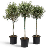 Three extra-large Olea europaea plants with branching stems and narrow silver-green leaves