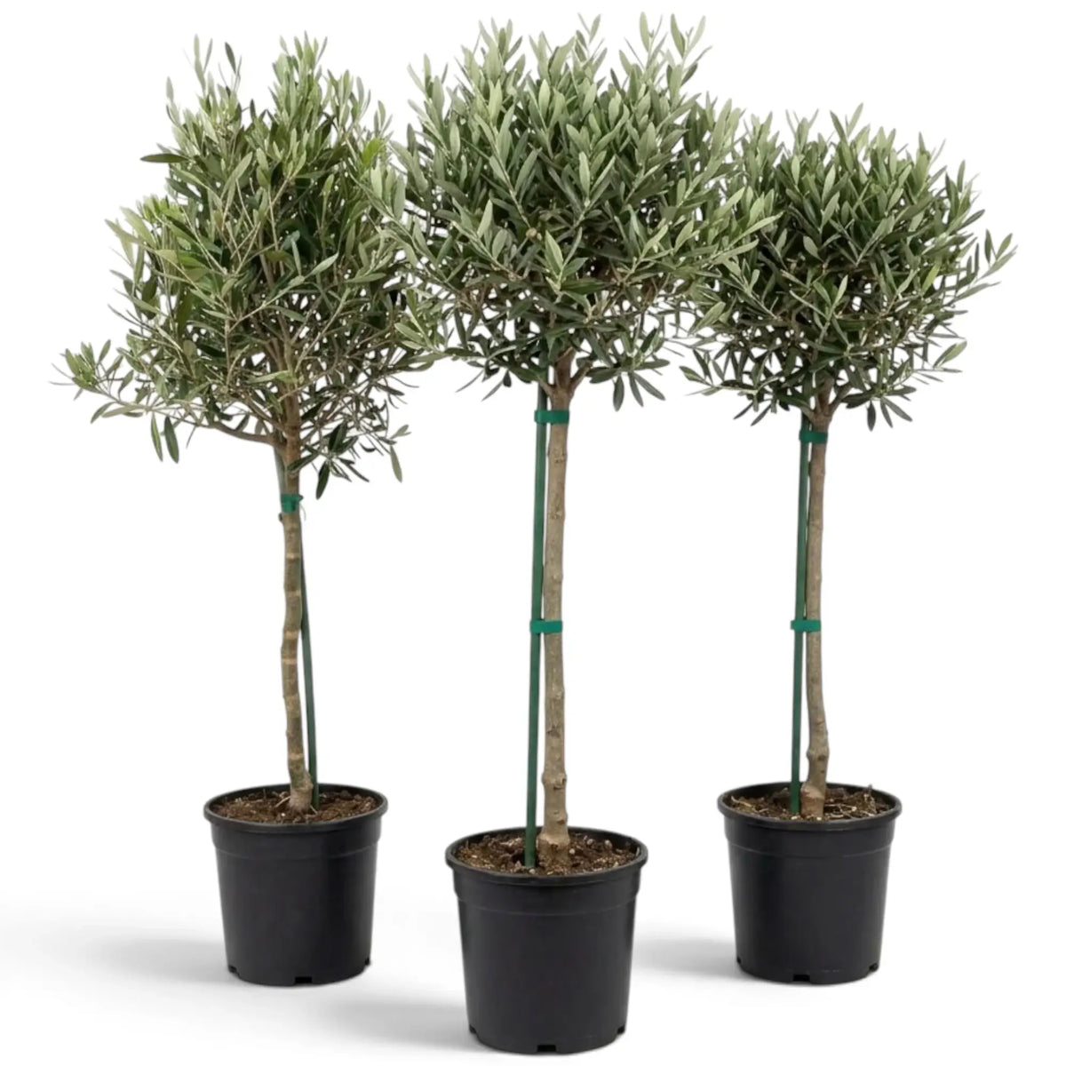 Three extra-large Olea europaea plants with branching stems and narrow silver-green leaves