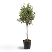 Extra-large Olea europaea with a dense crown of narrow grey-green leaves
