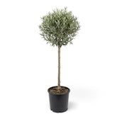 Extra-large potted Olea europaea with a woody trunk, branching crown and dense grey-green leaves