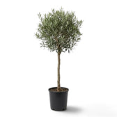 Extra-large potted Olea europaea with a broad crown of narrow grey-green leaves