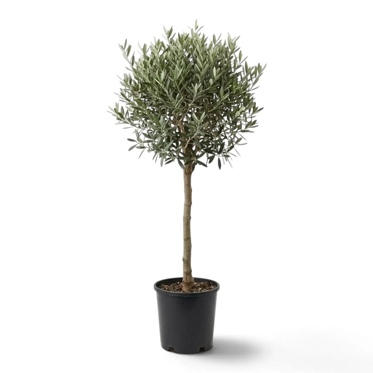Extra-large potted Olea europaea with a broad crown of narrow grey-green leaves