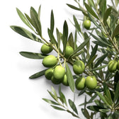Olea europaea branches with narrow grey-green leaves and olives among the foliage