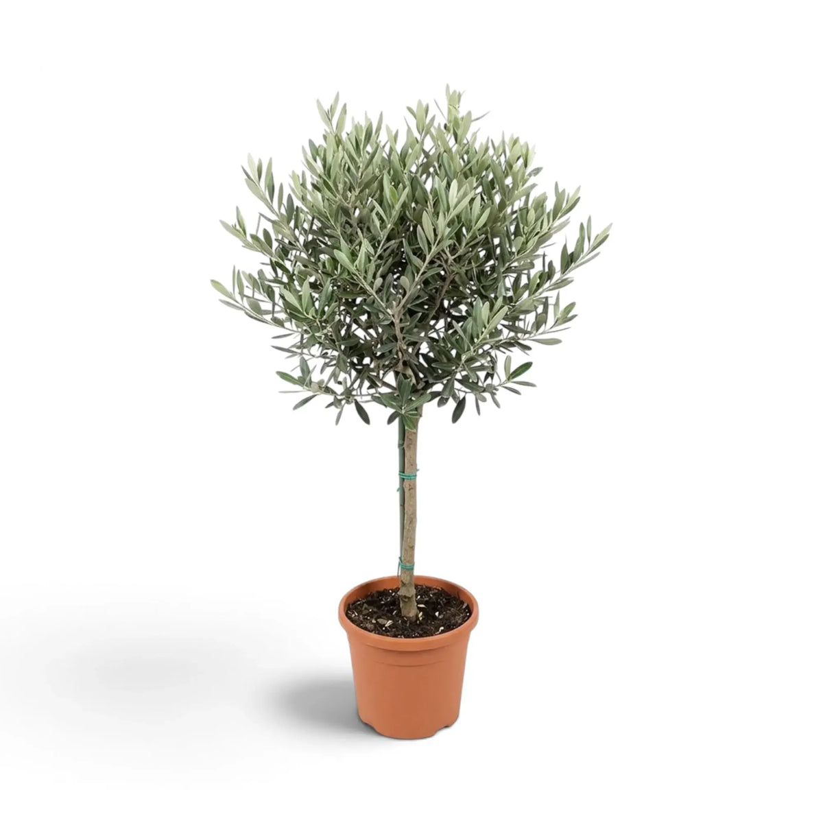 Large Olea europaea with branching woody stems and narrow silver-green leaves
