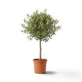 Large potted Olea europaea with branching woody stems, grey-green leaves and green olives