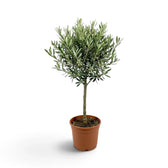 Large Olea europaea with dense grey-green foliage and clusters of pale flowers