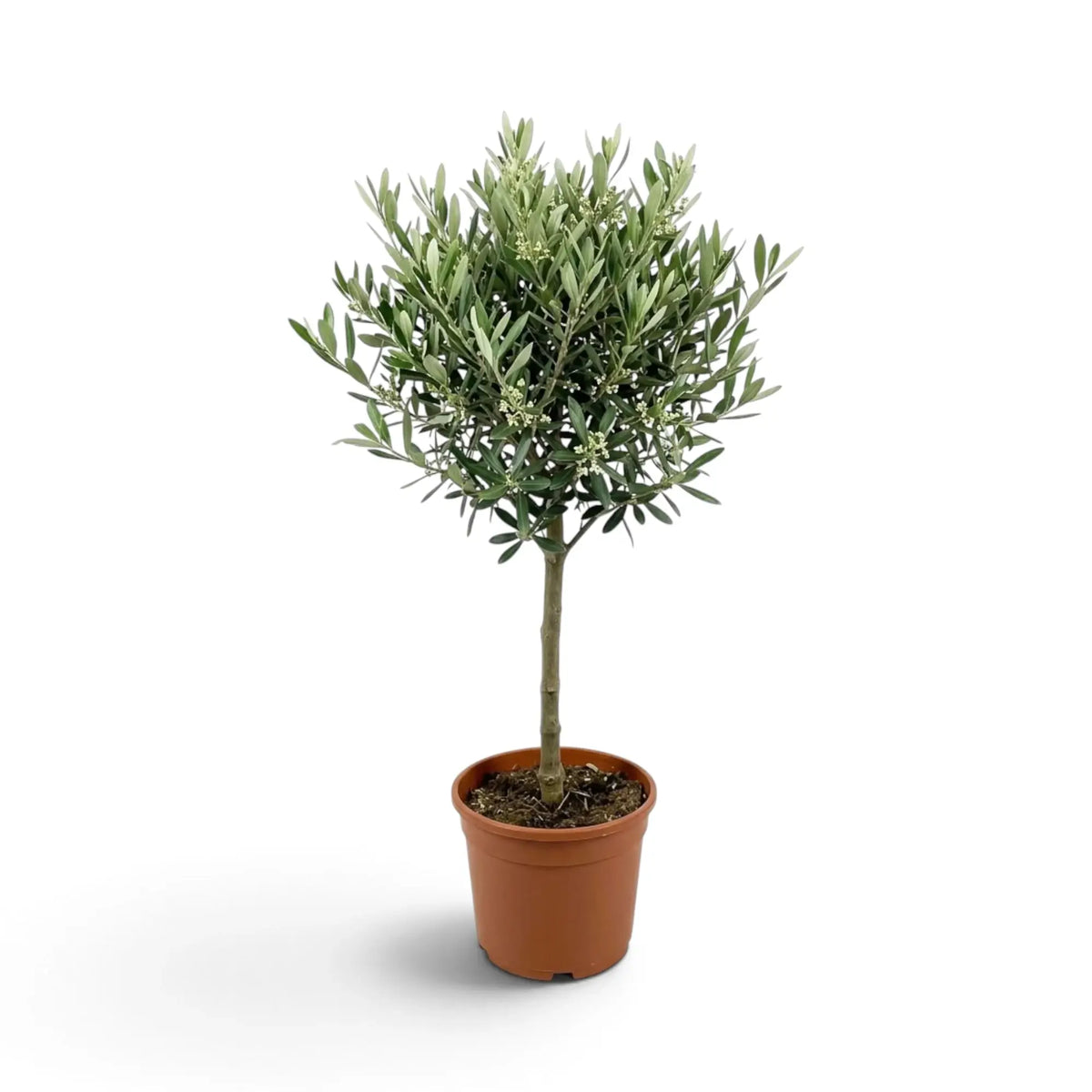 Large Olea europaea with dense grey-green foliage and clusters of pale flowers
