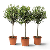 Three large potted Olea europaea plants with branching woody stems and narrow silver-green leaves