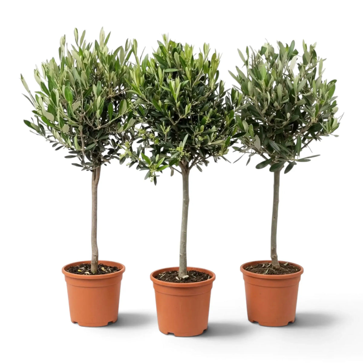 Three large potted Olea europaea plants with branching woody stems and narrow silver-green leaves
