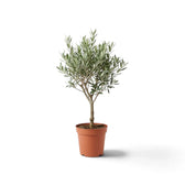 Medium potted Olea europaea with a branching crown of narrow grey-green leaves