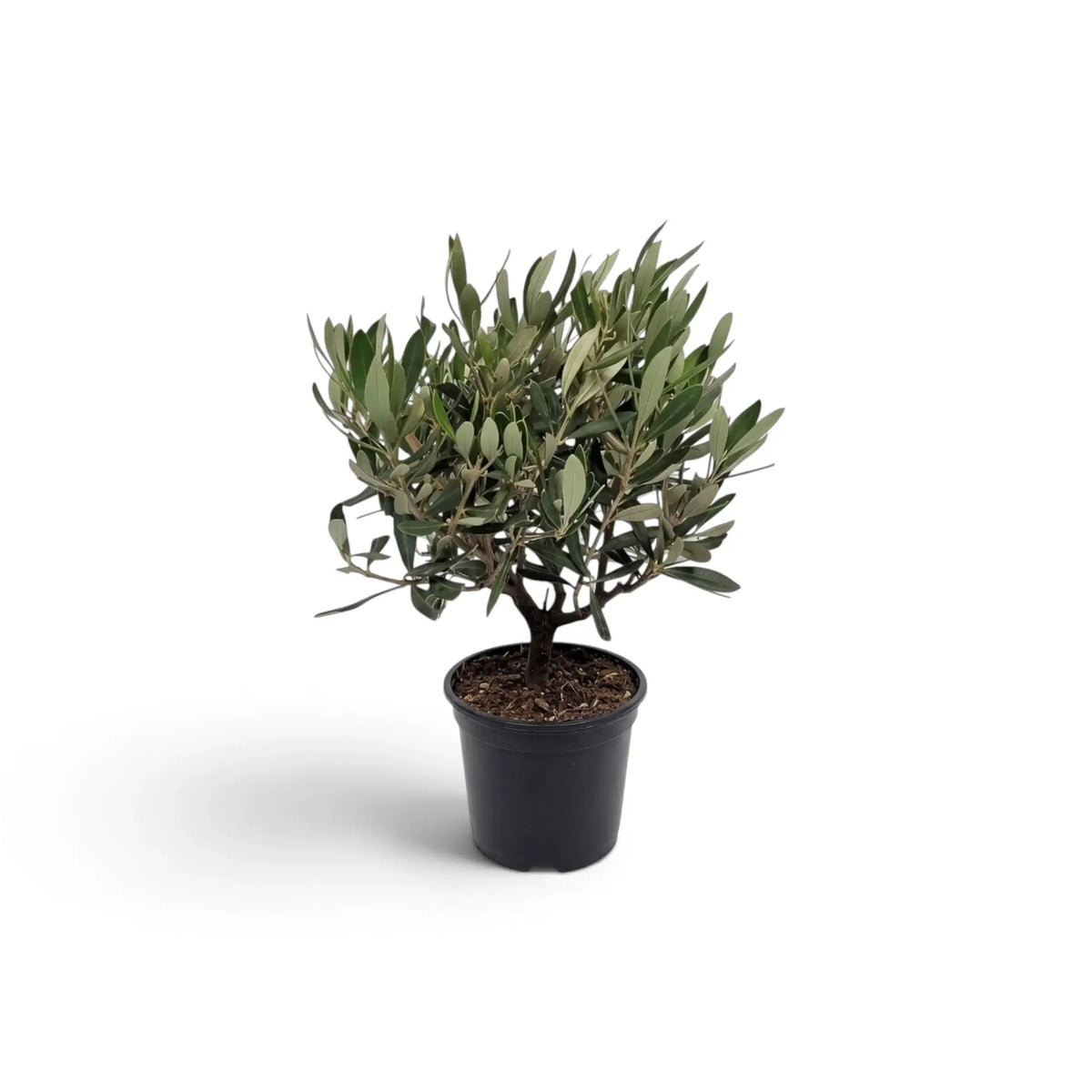 Small potted Olea europaea with slender woody stems and narrow grey-green leaves