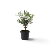 Small potted Olea europaea with branching woody stems and narrow grey-green leaves