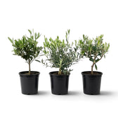 Three small Olea europaea plants with branching stems and dense grey-green foliage