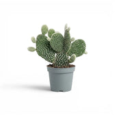 Opuntia albispina cactus in a nursery pot.