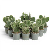 Opuntia albispina cactus in a nursery pot.